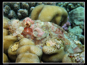 Tired scorpionfish... Marsa Alam. Canon G10 & Inon D2000. by Bea & Stef Primatesta 